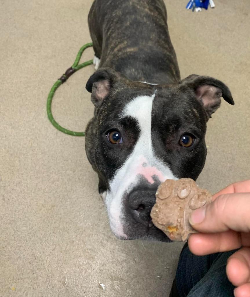 Enlarge Maggie, a Adoptable Mixed Breed in New Manchester, WV image 5/6
