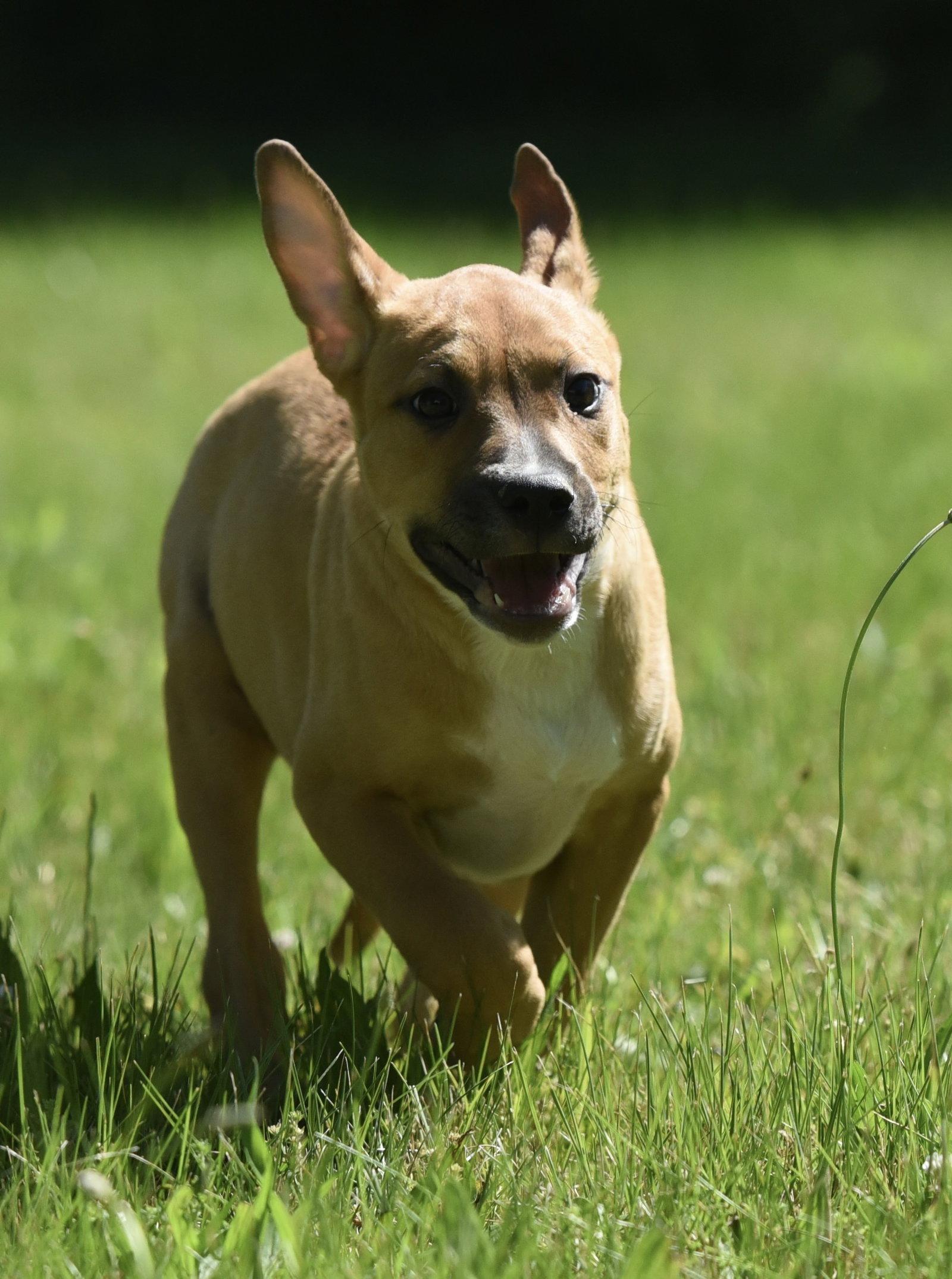 Enlarge Remy, a Adoptable mixed breed in Mechanicsburg, PA image 1/3