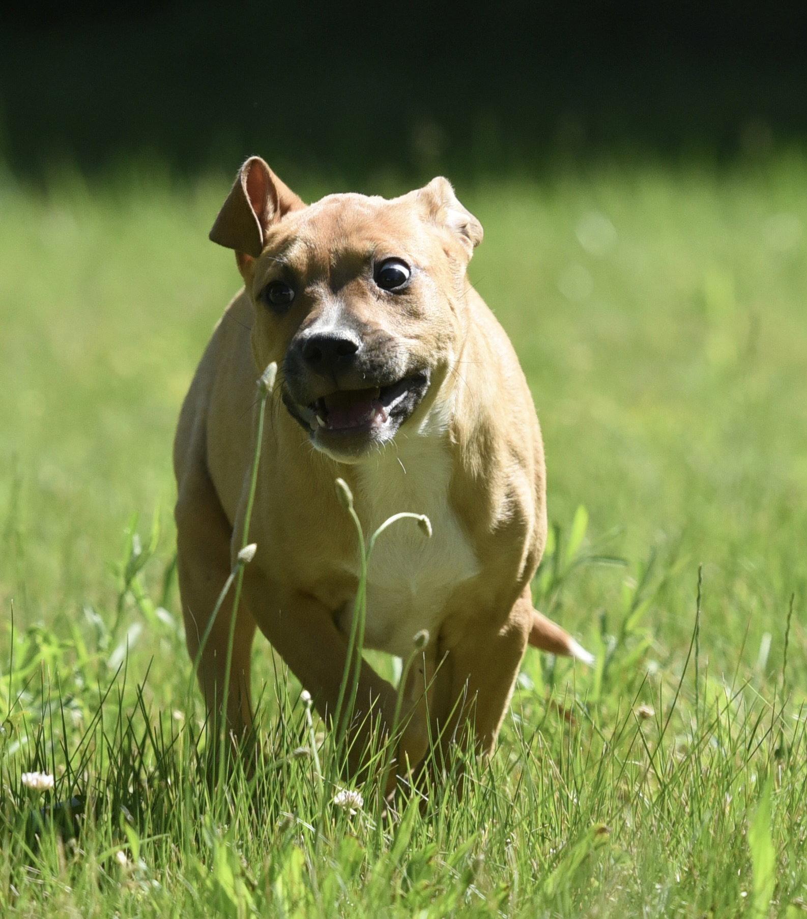 Enlarge Remy, a Adoptable mixed breed in Mechanicsburg, PA image 2/3