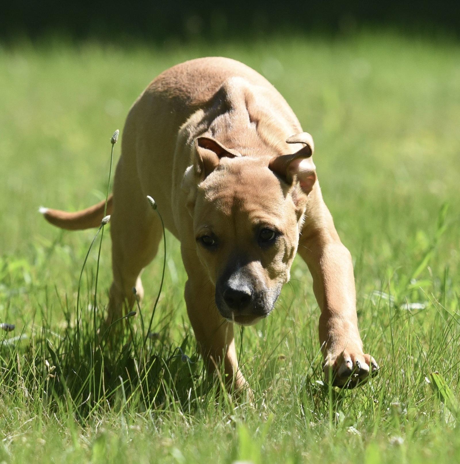 Enlarge Remy, a Adoptable mixed breed in Mechanicsburg, PA image 3/3