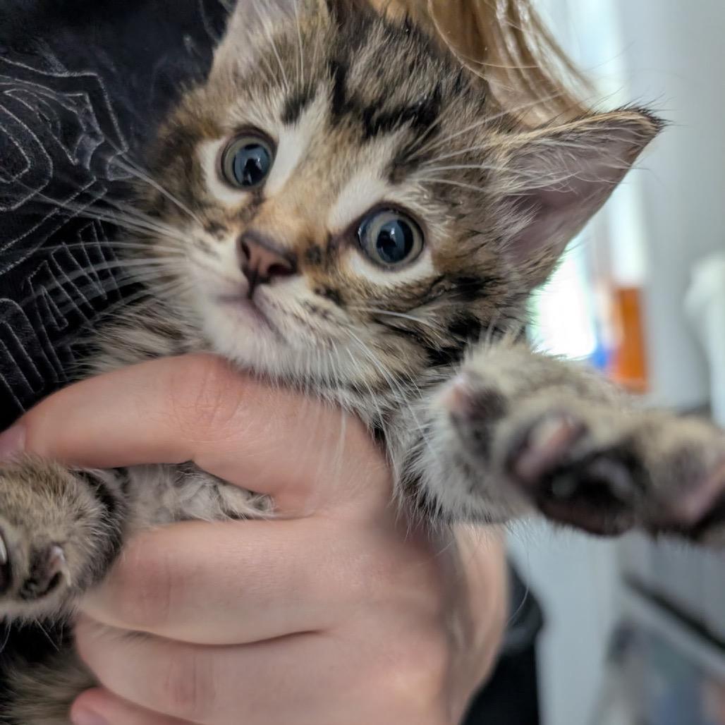 Taffy, Adoptable, Kitten Female Domestic Long Hair.