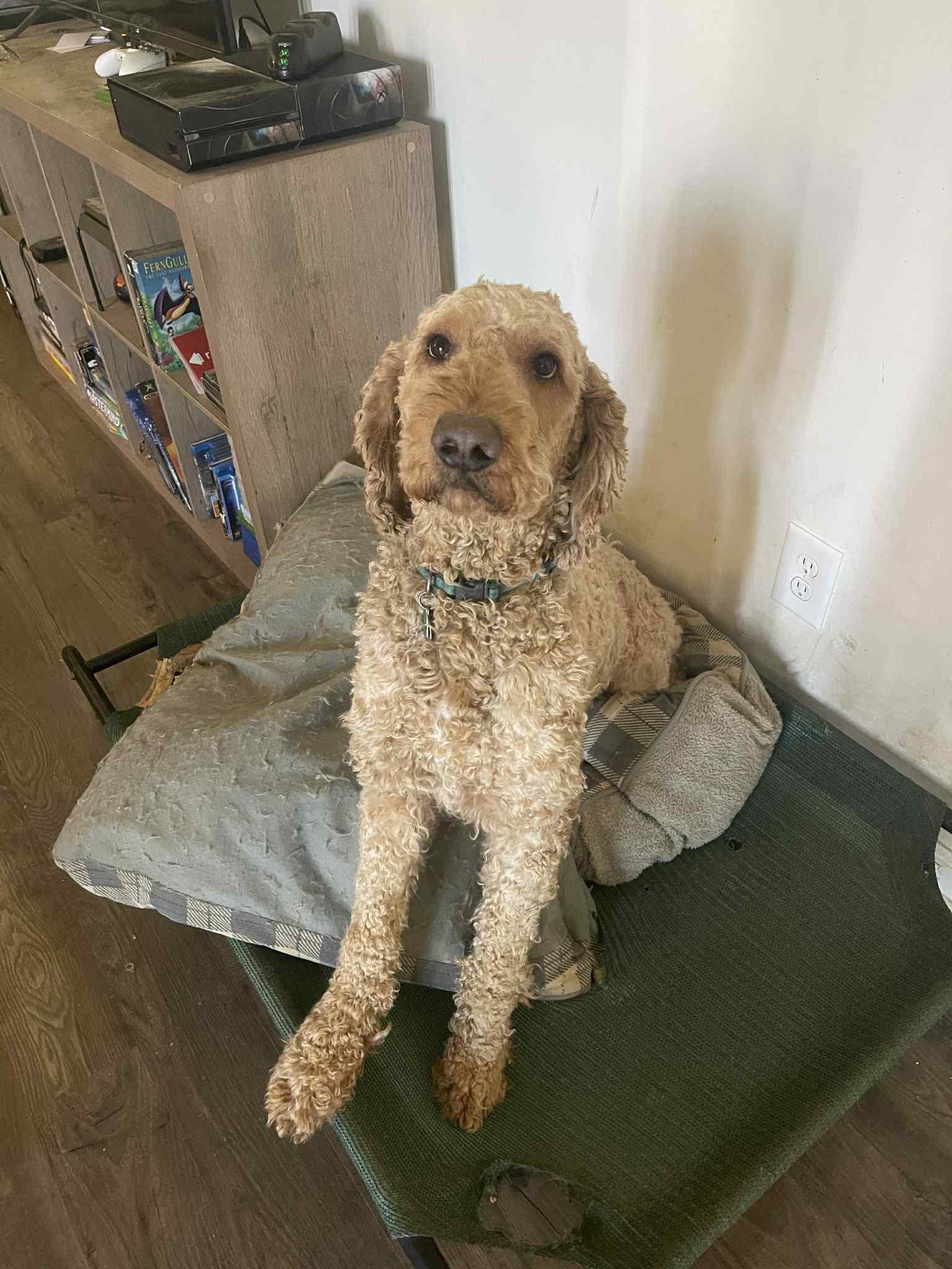 Moose