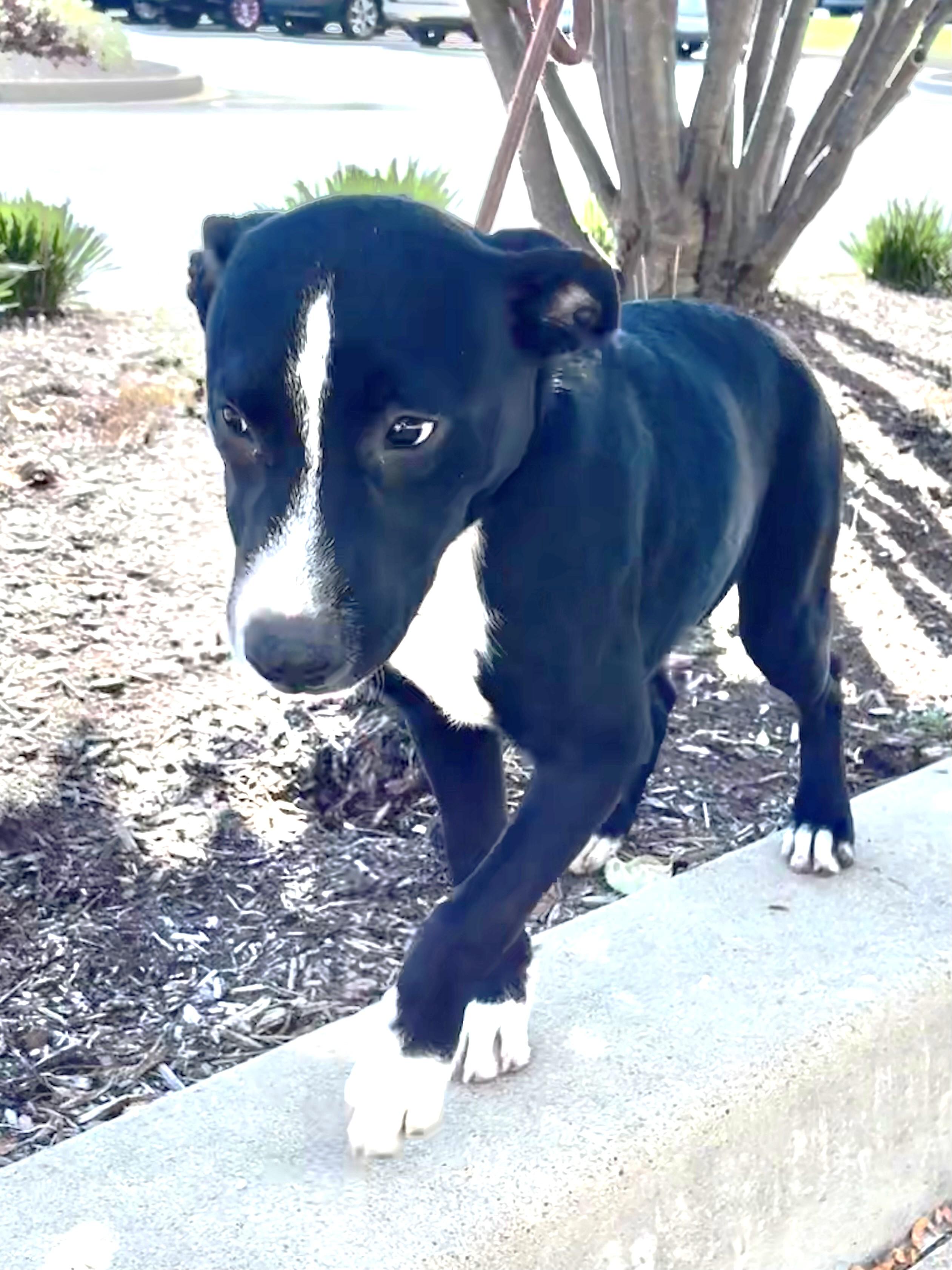 Enlarge Graceann, a Adoptable mixed breed in West Chicago, IL image 3/3