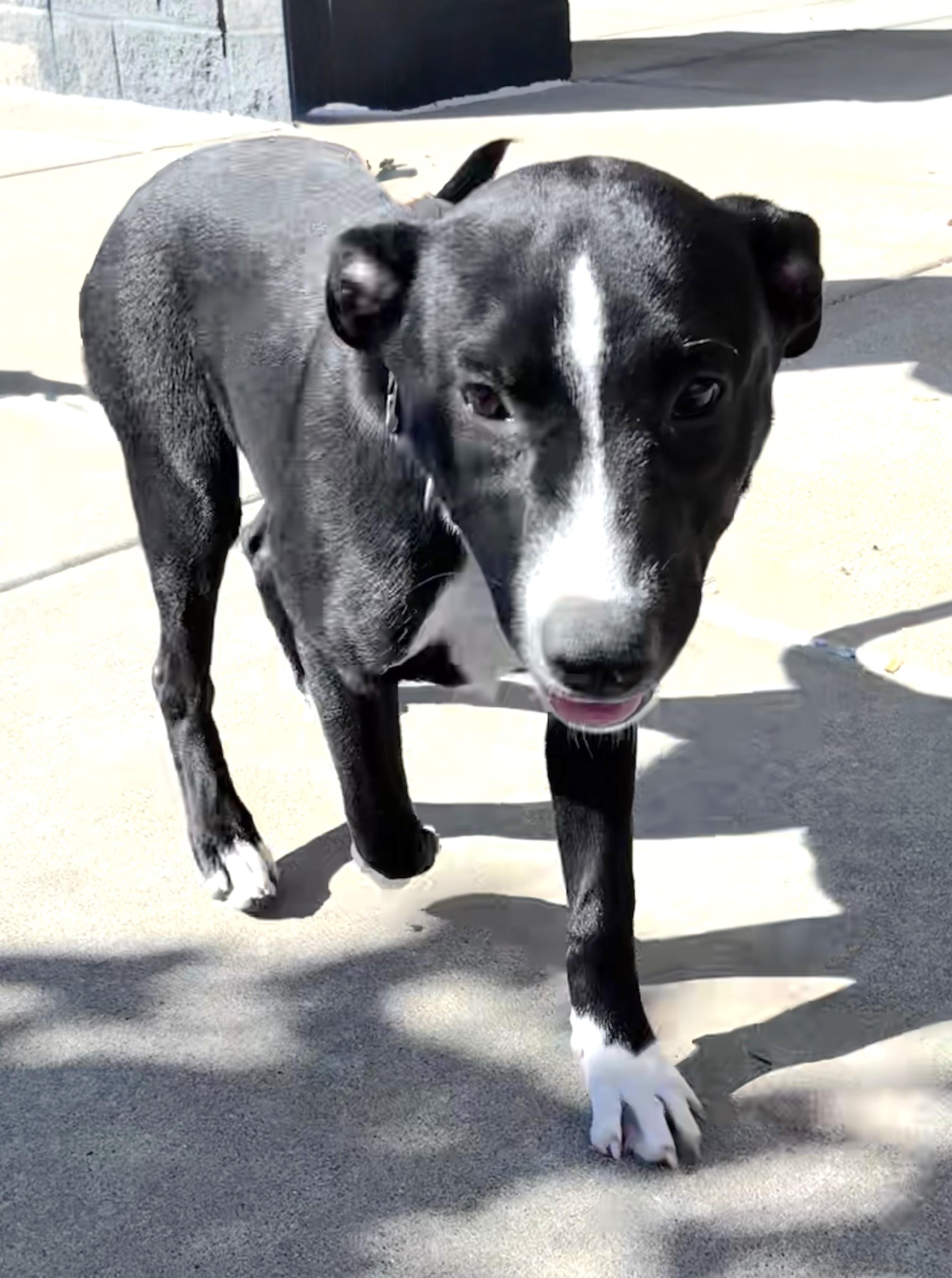 Enlarge Graceann, a Adoptable mixed breed in West Chicago, IL image 2/3