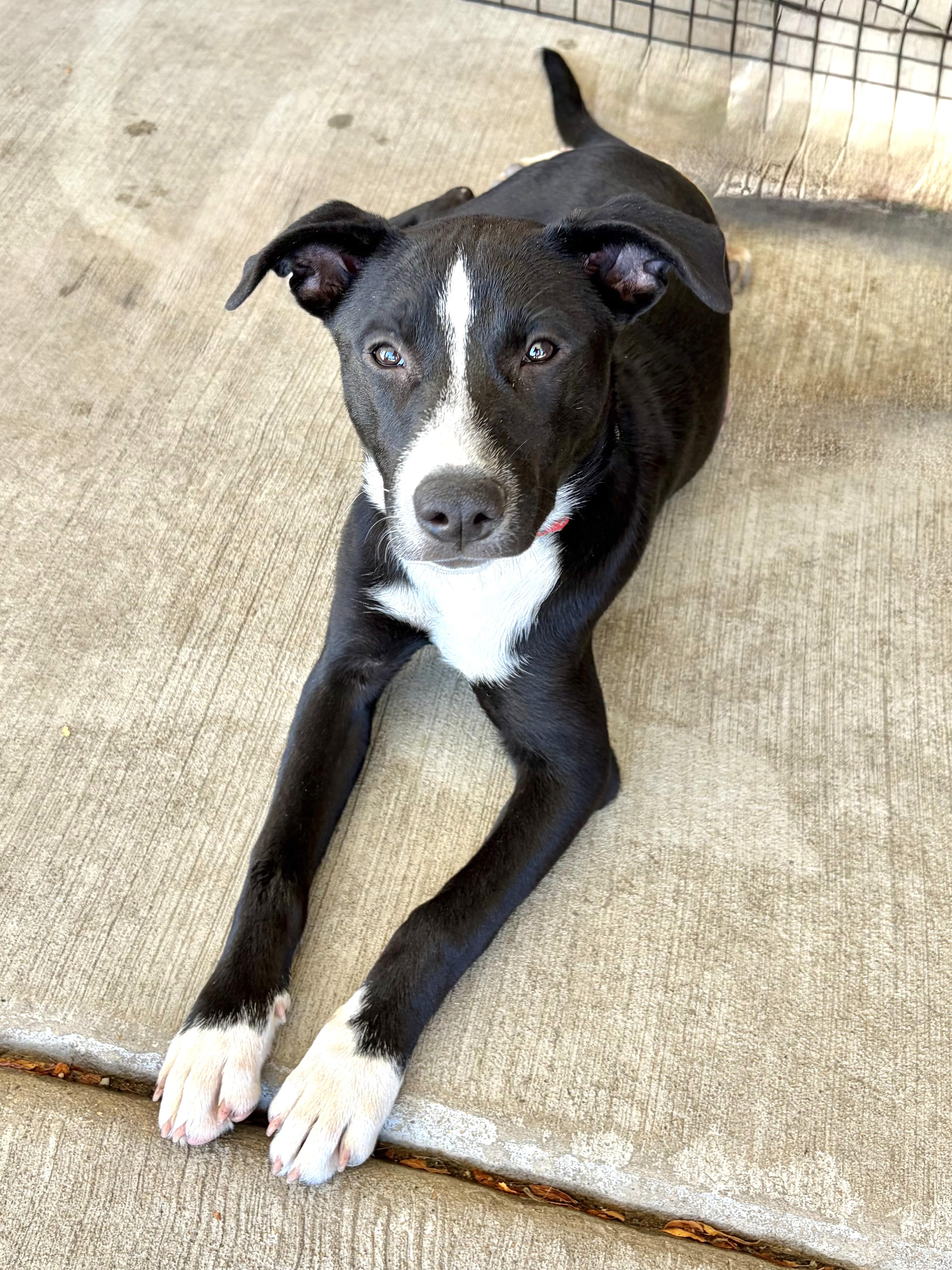 Graceann, Adoptable, Puppy Female Retriever.