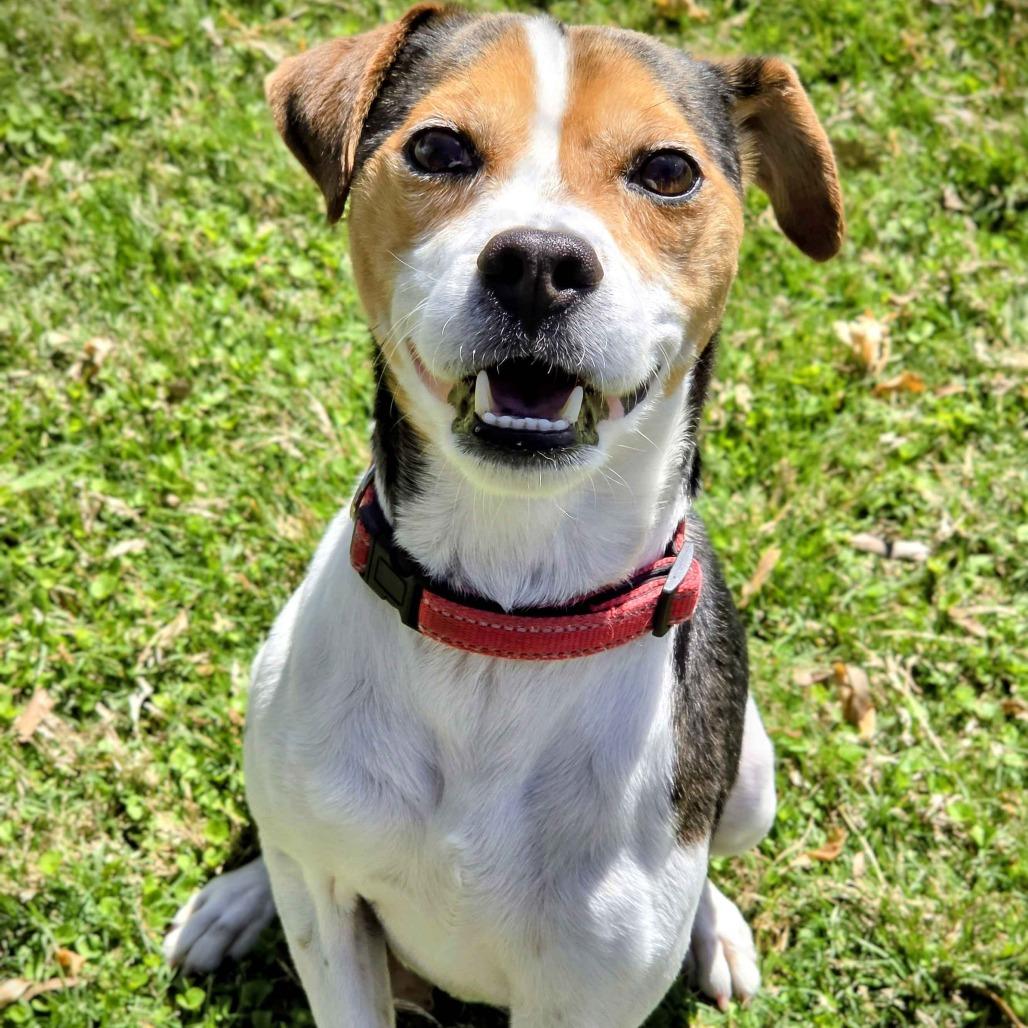 Doug, Adoptable, Adult Male Terrier & Beagle.