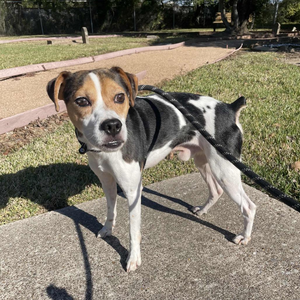 Doug, Adoptable, Adult Male Terrier & Beagle.