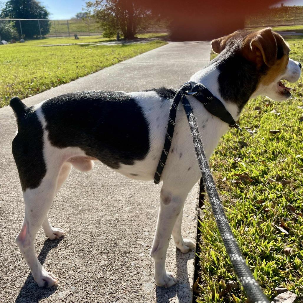 Enlarge Doug, a Adoptable mixed breed in Beaumont, TX image 3/4