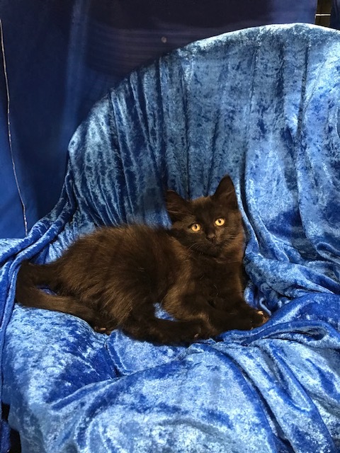 Jet, a Adoptable mixed breed in Gainesville, FL image 1/4