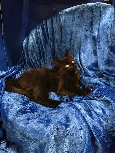 Jet, a Adoptable mixed breed in Gainesville, FL image 2/4