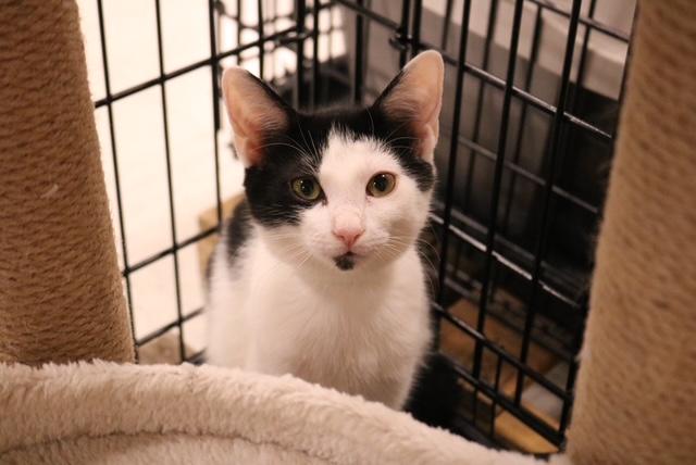 Enlarge Dewey, a Adoptable Tuxedo in Muncie, IN image 2/3