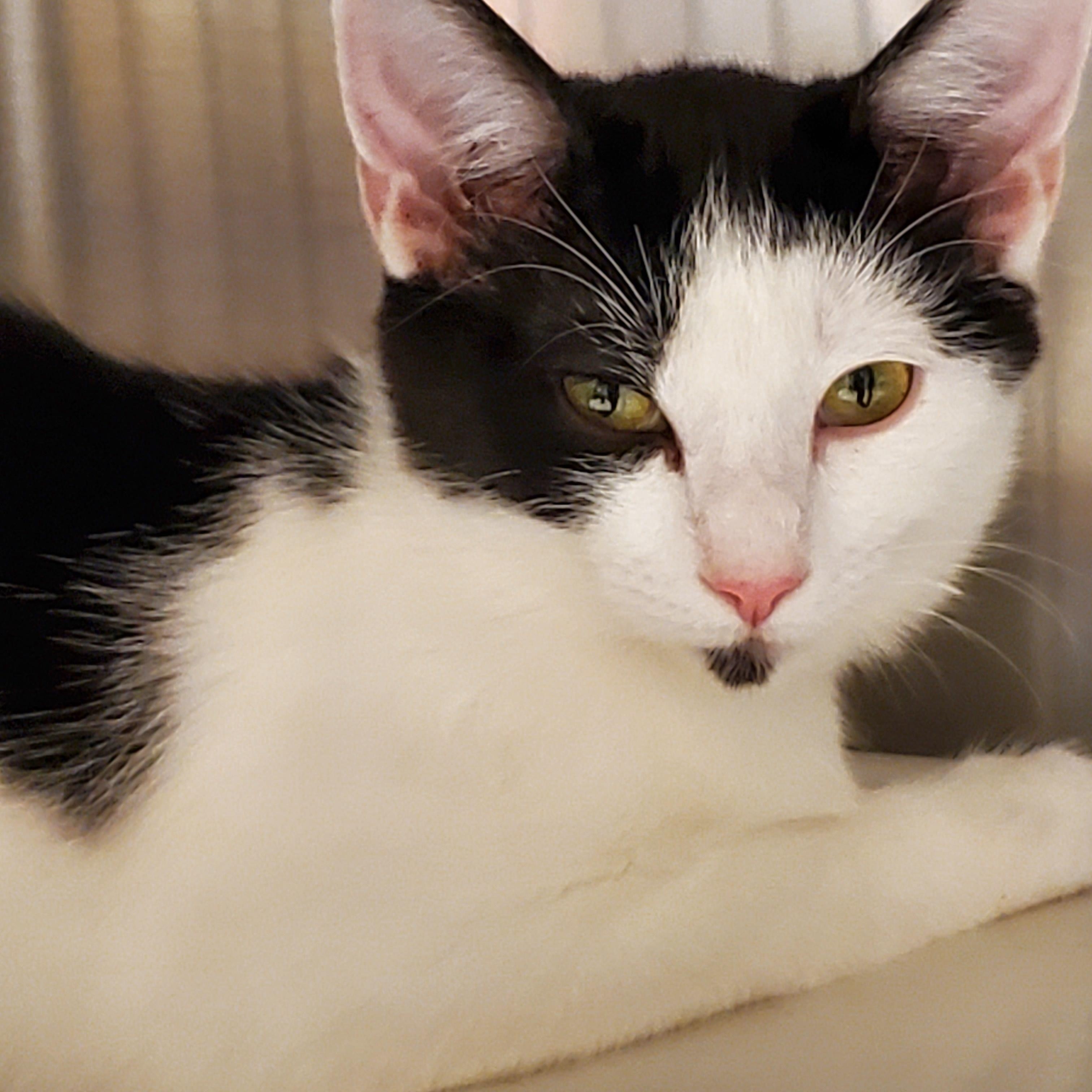 Enlarge Dewey, a Adoptable Tuxedo in Muncie, IN image 1/3
