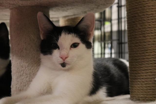 Enlarge Dewey, a Adoptable Tuxedo in Muncie, IN image 3/3