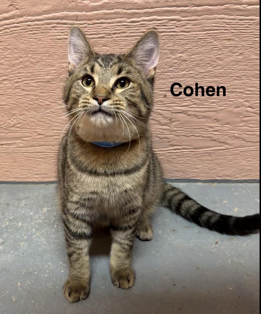 Enlarge Cohen, a ADOPTABLE Tabby in Muncie, IN image 1/1