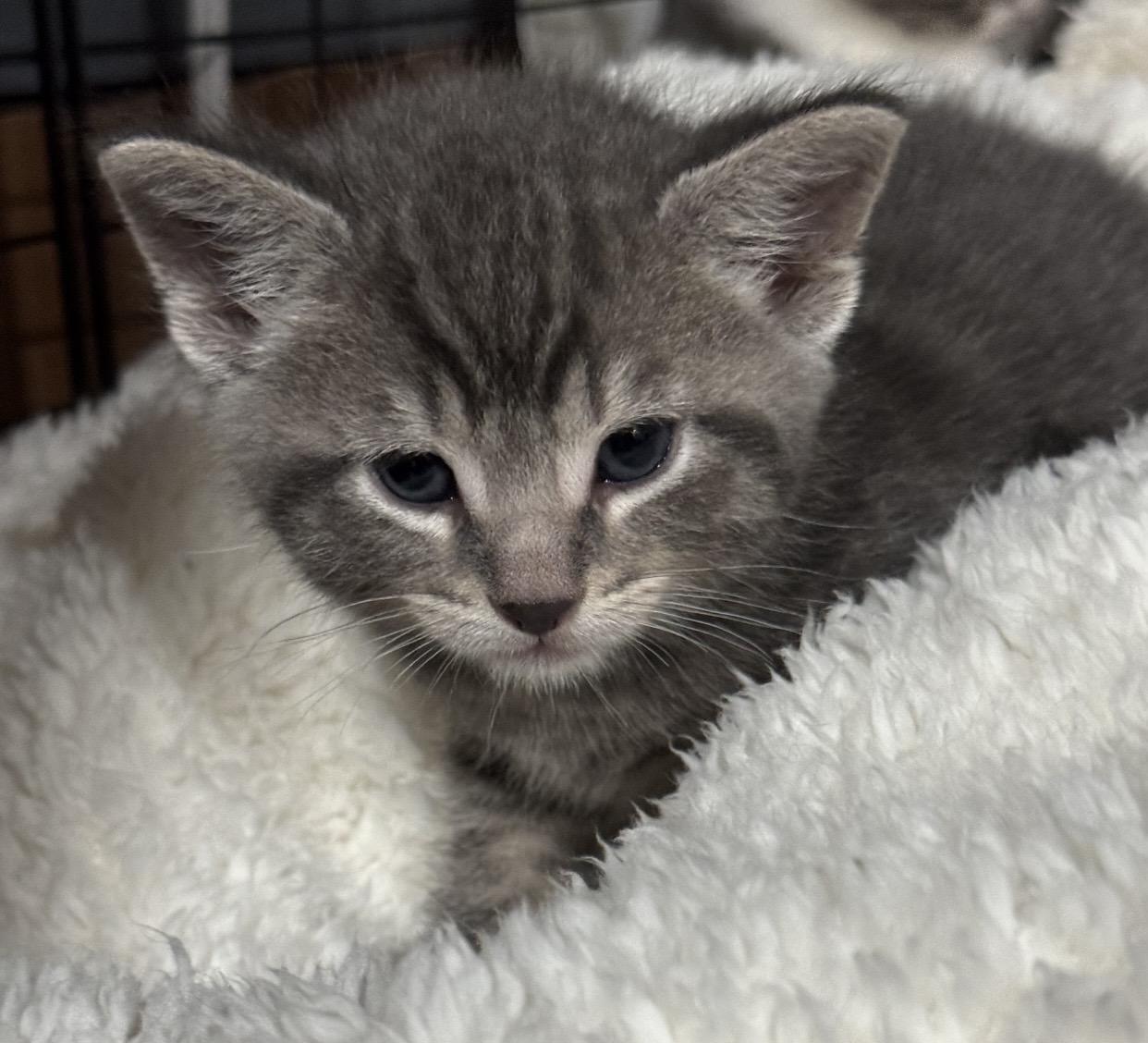 Enlarge Obi-Wan, a ADOPTABLE Domestic Short Hair in Port Washington, WI image 1/1