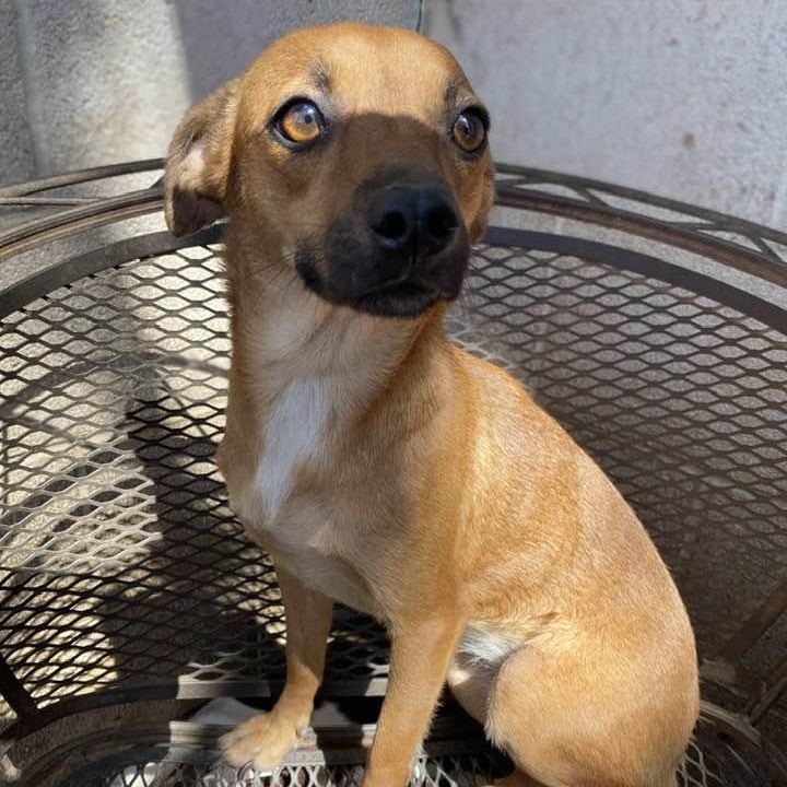 Enlarge Pillow Talk PC, an adopted Chiweenie in Chippewa Falls, WI image 3/5