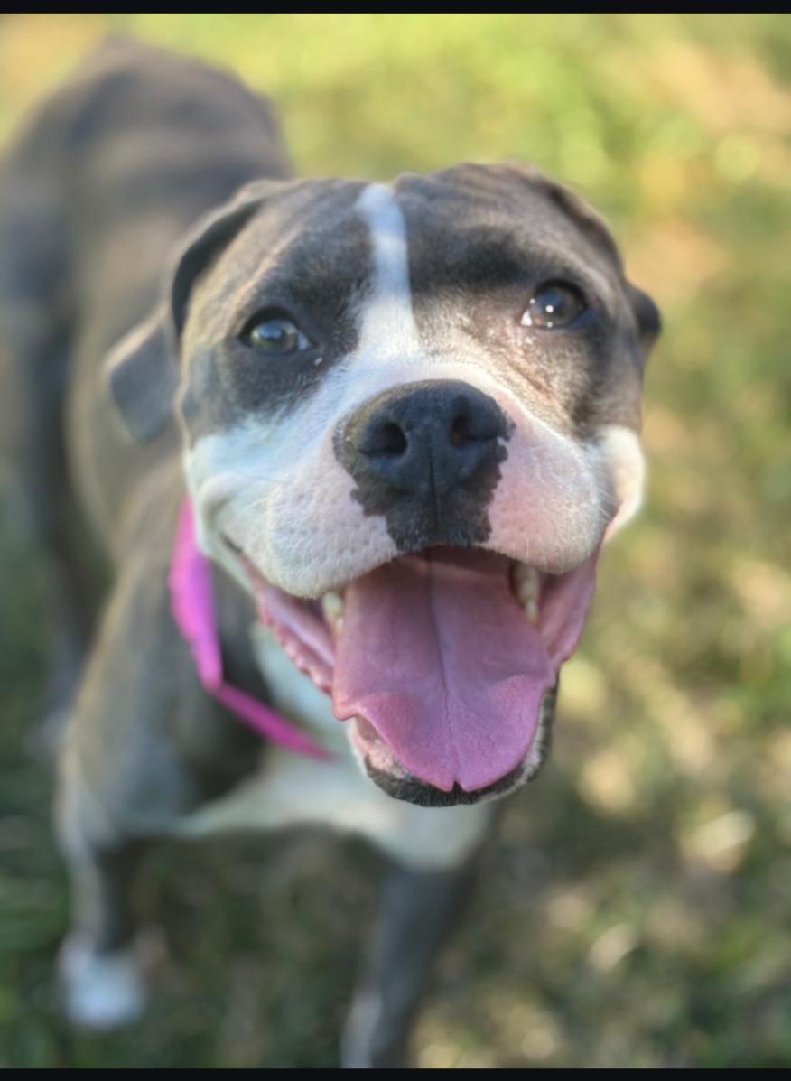 Mabel, Adoptable, Adult Female American Staffordshire Terrier.