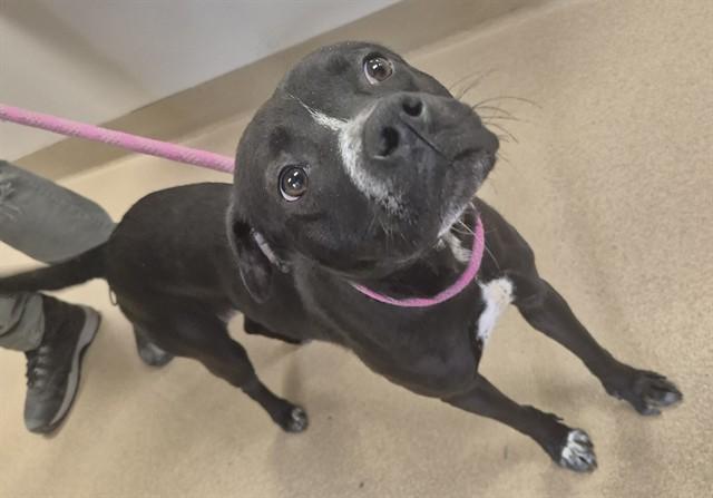 Enlarge LESLIE, a Adoptable Pit Bull Terrier in Decatur, IL image 1/1