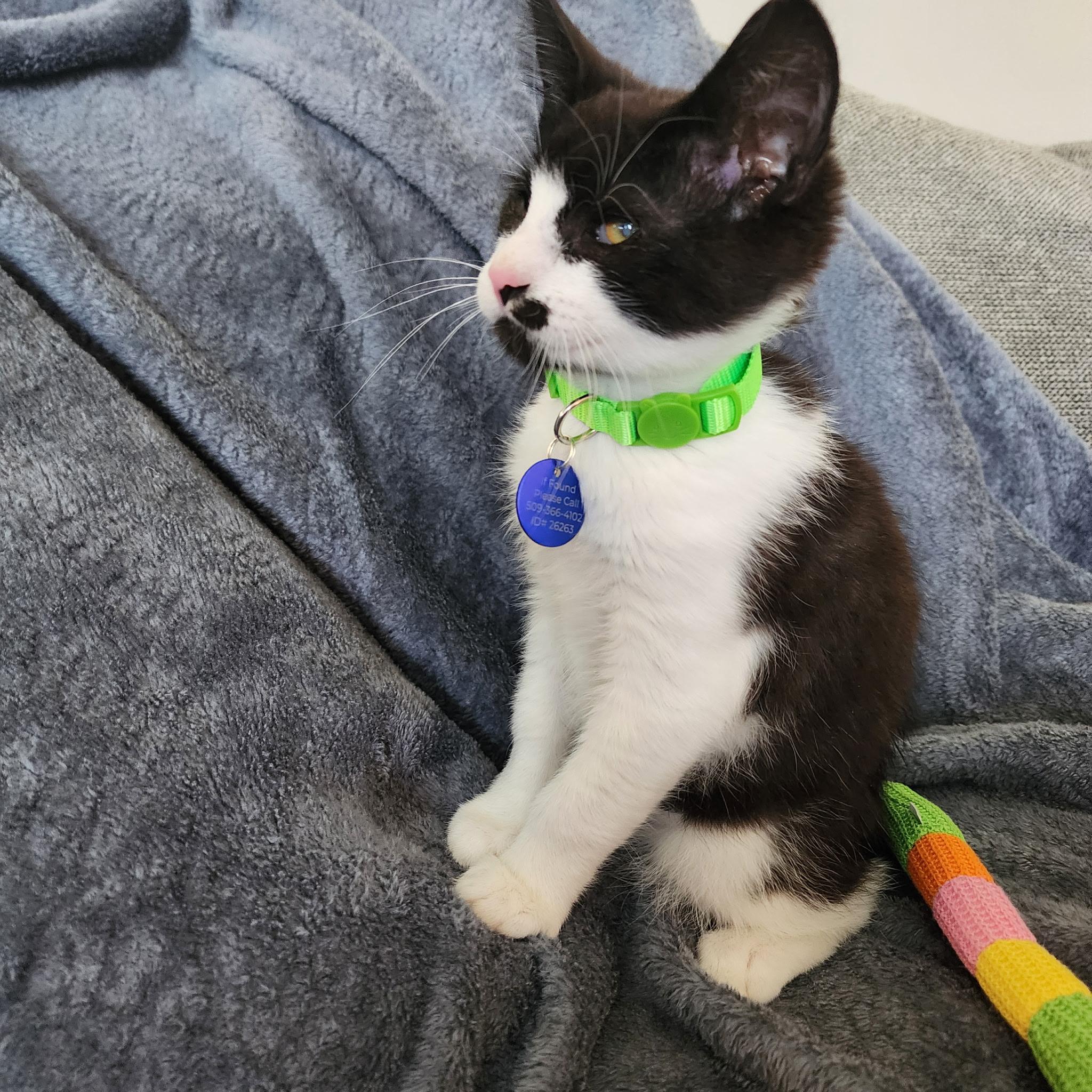 Enlarge Pretzel, a Adoptable Tuxedo in Pasco, WA image 4/6