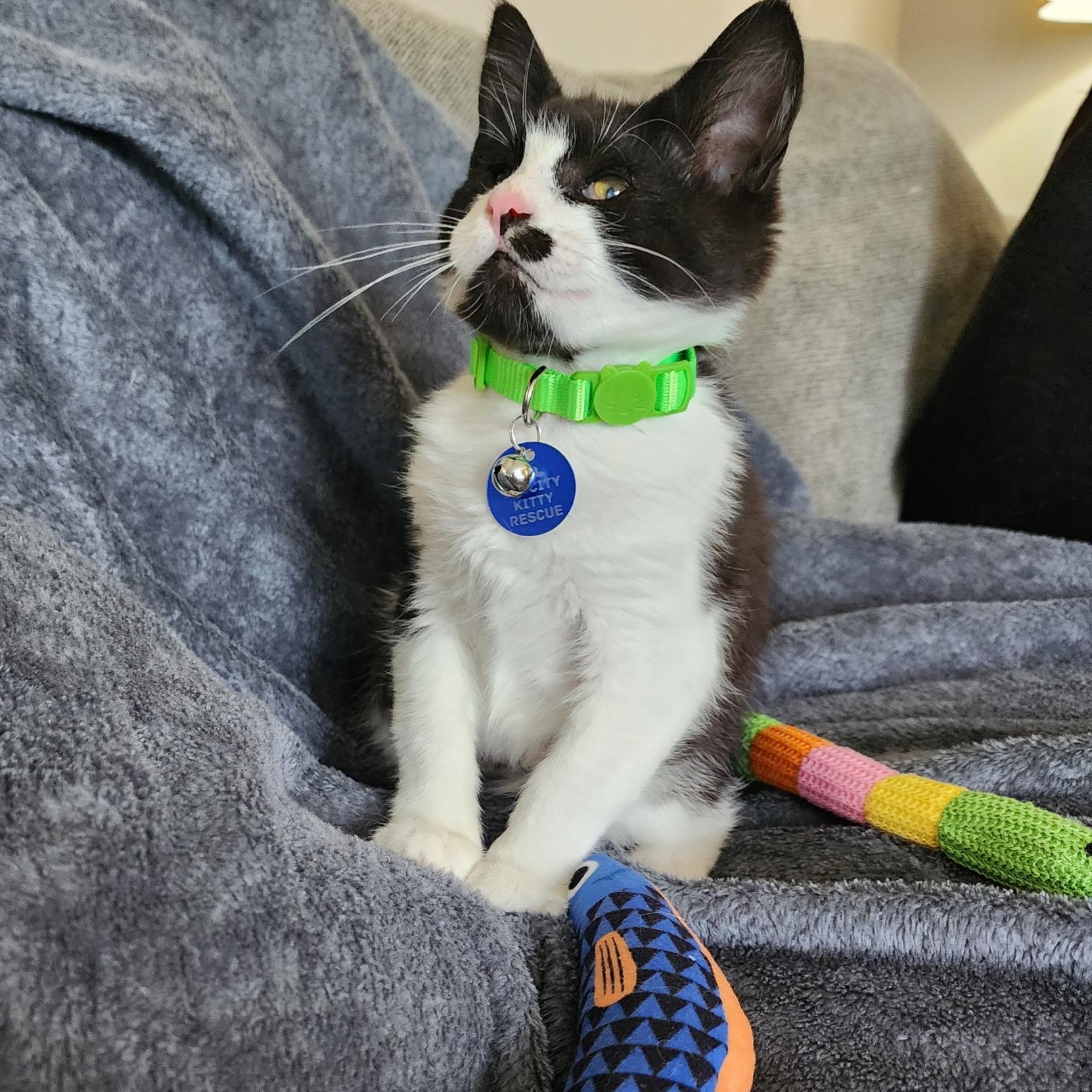 Enlarge Pretzel, a Adoptable Tuxedo in Pasco, WA image 5/6