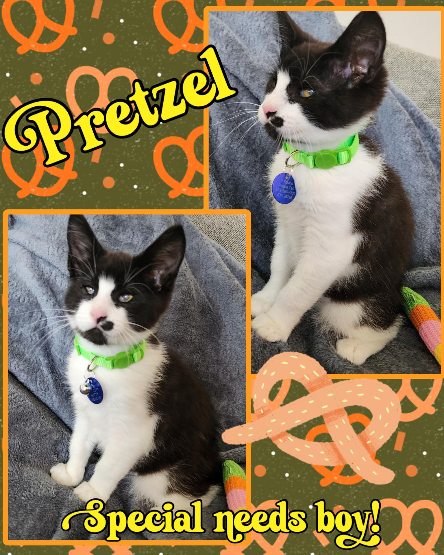 Enlarge Pretzel, a Adoptable Tuxedo in Pasco, WA image 1/6