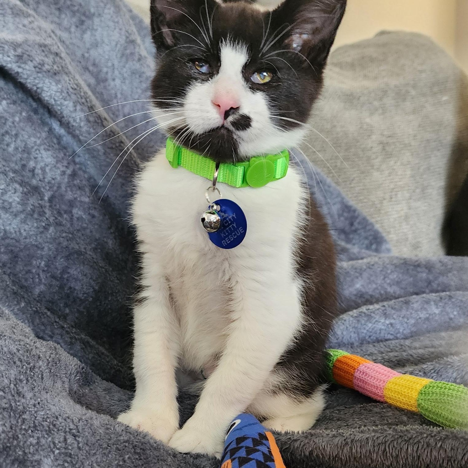 Enlarge Pretzel, a Adoptable Tuxedo in Pasco, WA image 3/6