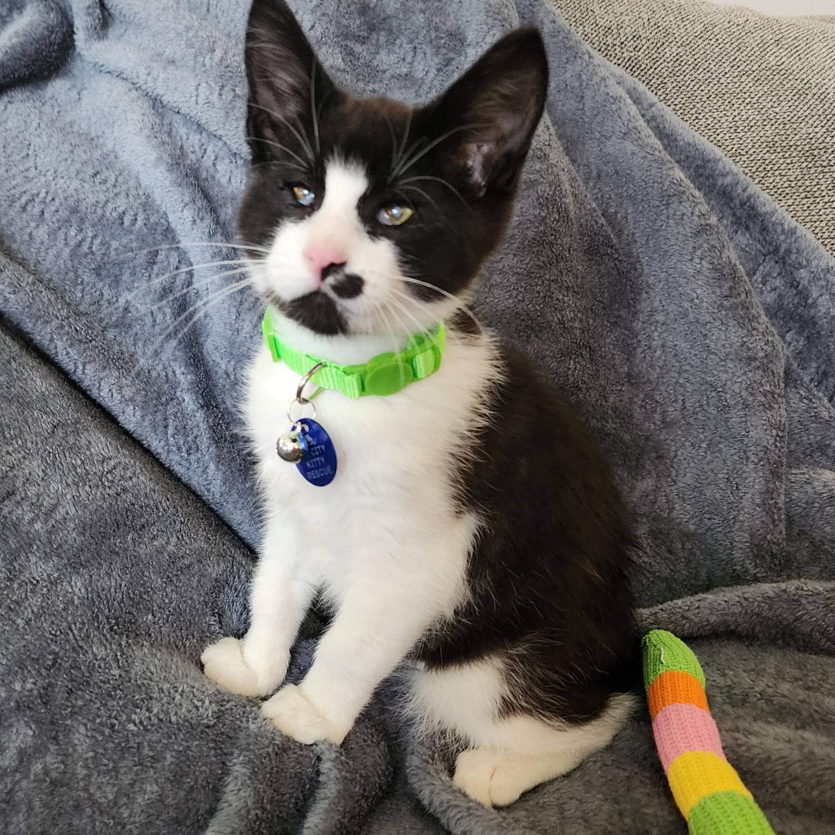 Enlarge Pretzel, a Adoptable Tuxedo in Pasco, WA image 6/6