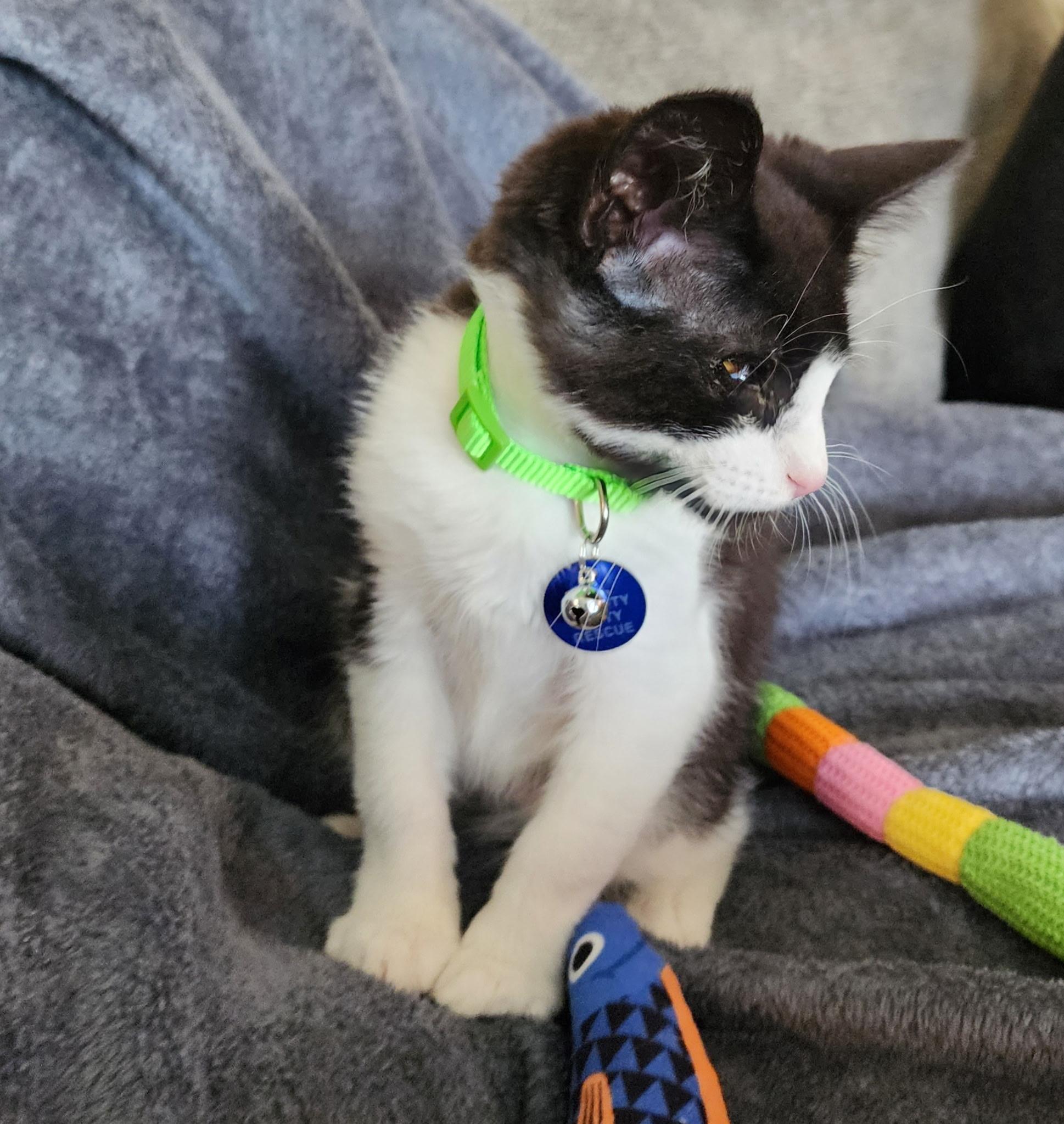 Enlarge Pretzel, a Adoptable Tuxedo in Pasco, WA image 2/6