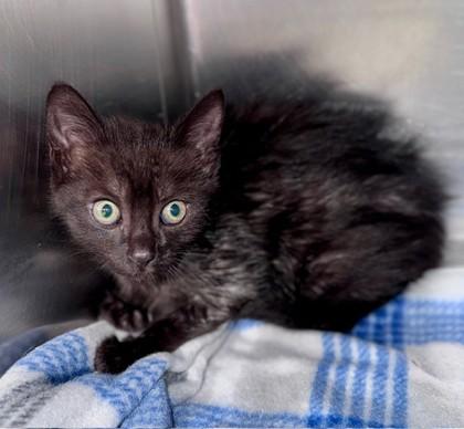 Serena at PetSmart in Athens, GA, Adoptable, Kitten Female Domestic Short Hair.