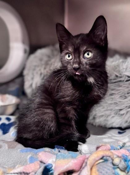 Enlarge Serena at PetSmart in Athens, GA, a Adoptable Domestic Short Hair in Bishop, GA image 3/3