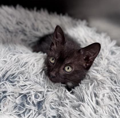 Enlarge Serena at PetSmart in Athens, GA, a Adoptable Domestic Short Hair in Bishop, GA image 2/3