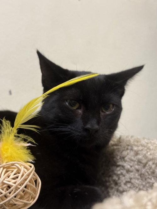 Arizona, Adoptable, Kitten Female Domestic Short Hair.