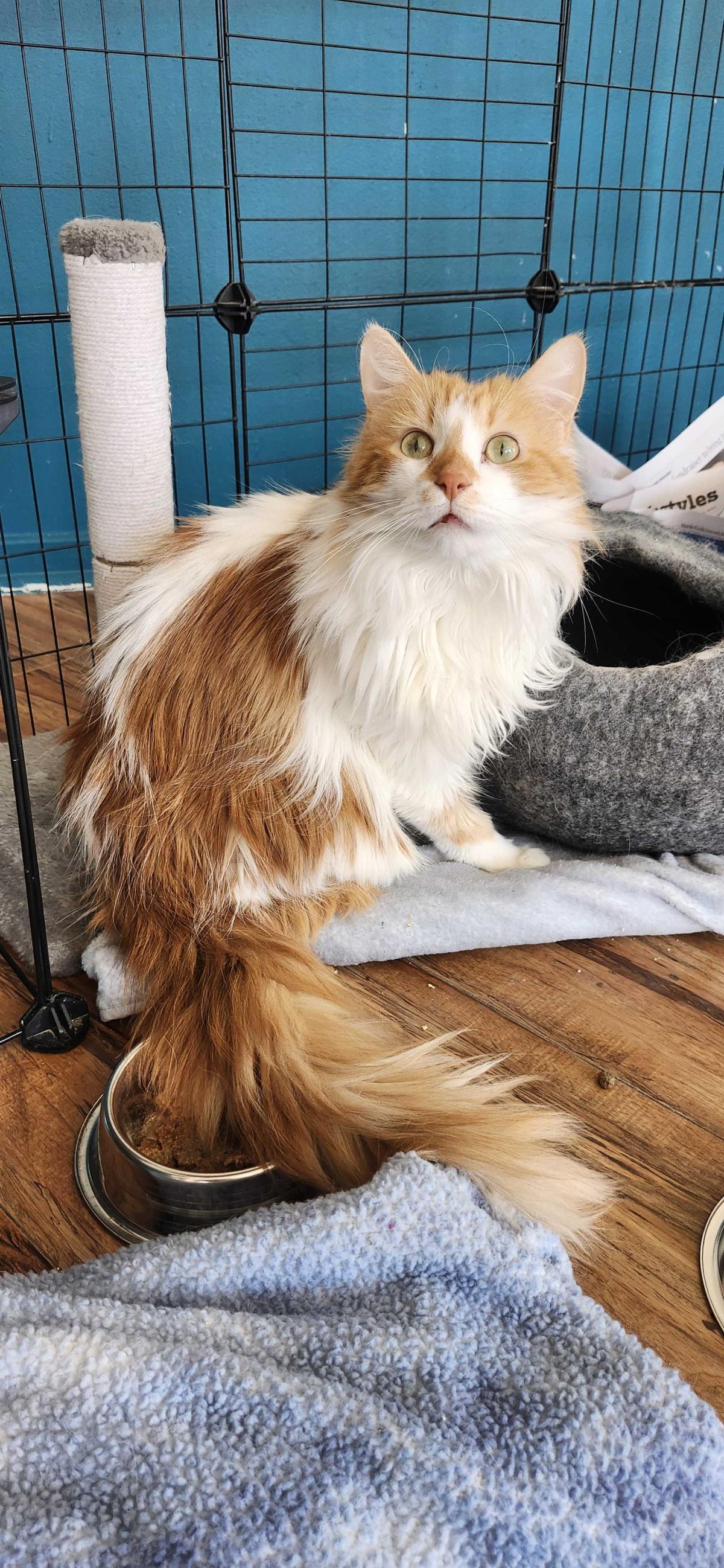 Enlarge Mimzy (Aka Xena), a Adoptable Domestic Long Hair in La Jolla, CA image 1/3