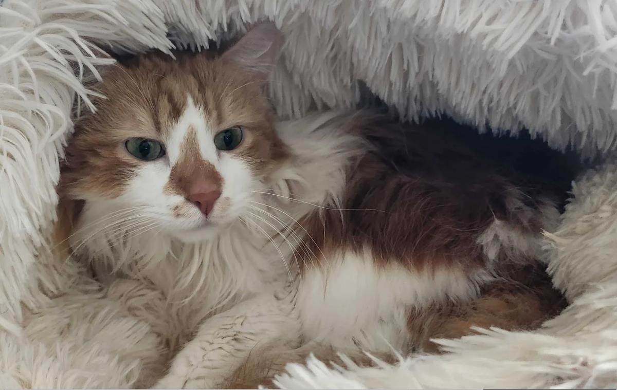 Mimzy (Aka Xena), Adoptable, Young Female Domestic Long Hair.