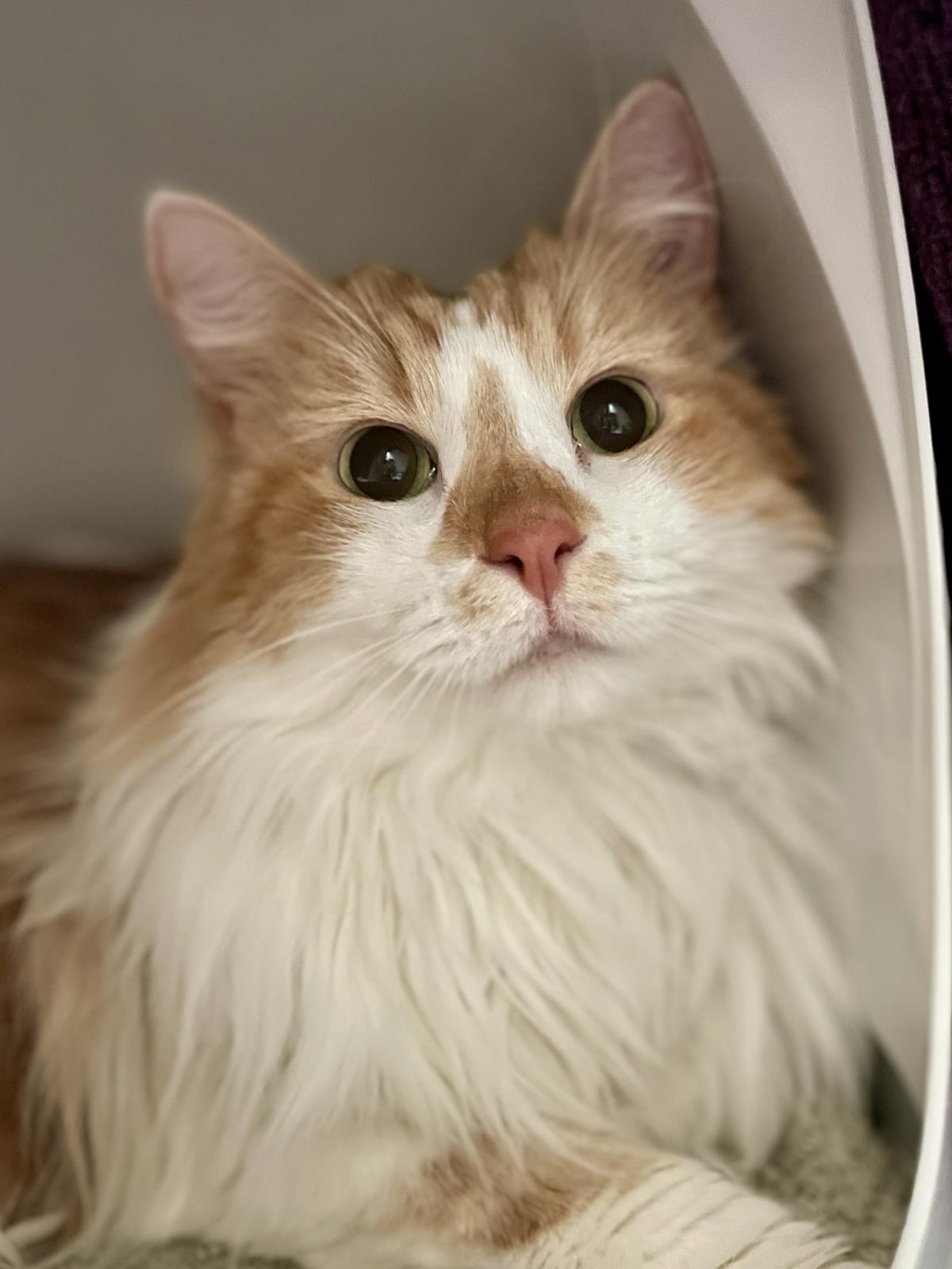 Mimzy (Aka Xena), a Adoptable Domestic Long Hair in La Jolla, CA image 2/2