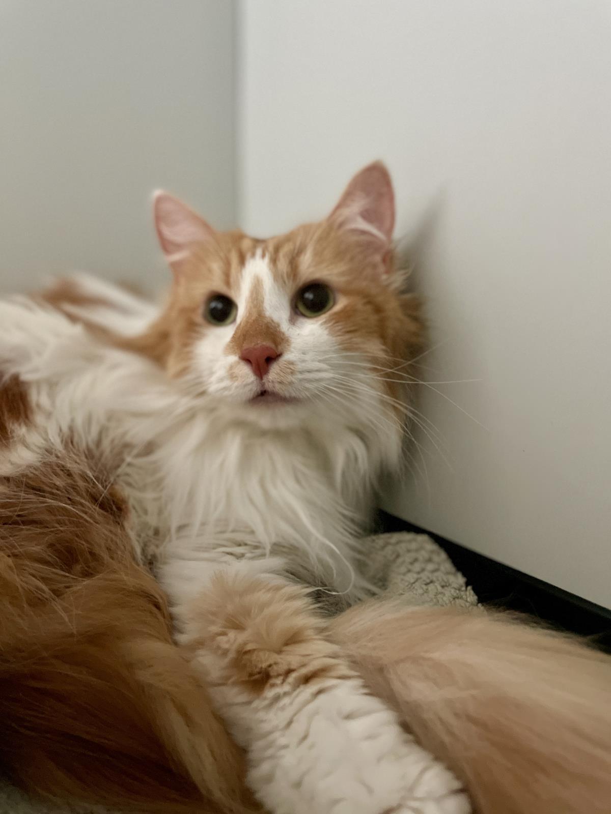 Enlarge Mimzy (Aka Xena), a Adoptable Domestic Long Hair in La Jolla, CA image 2/3