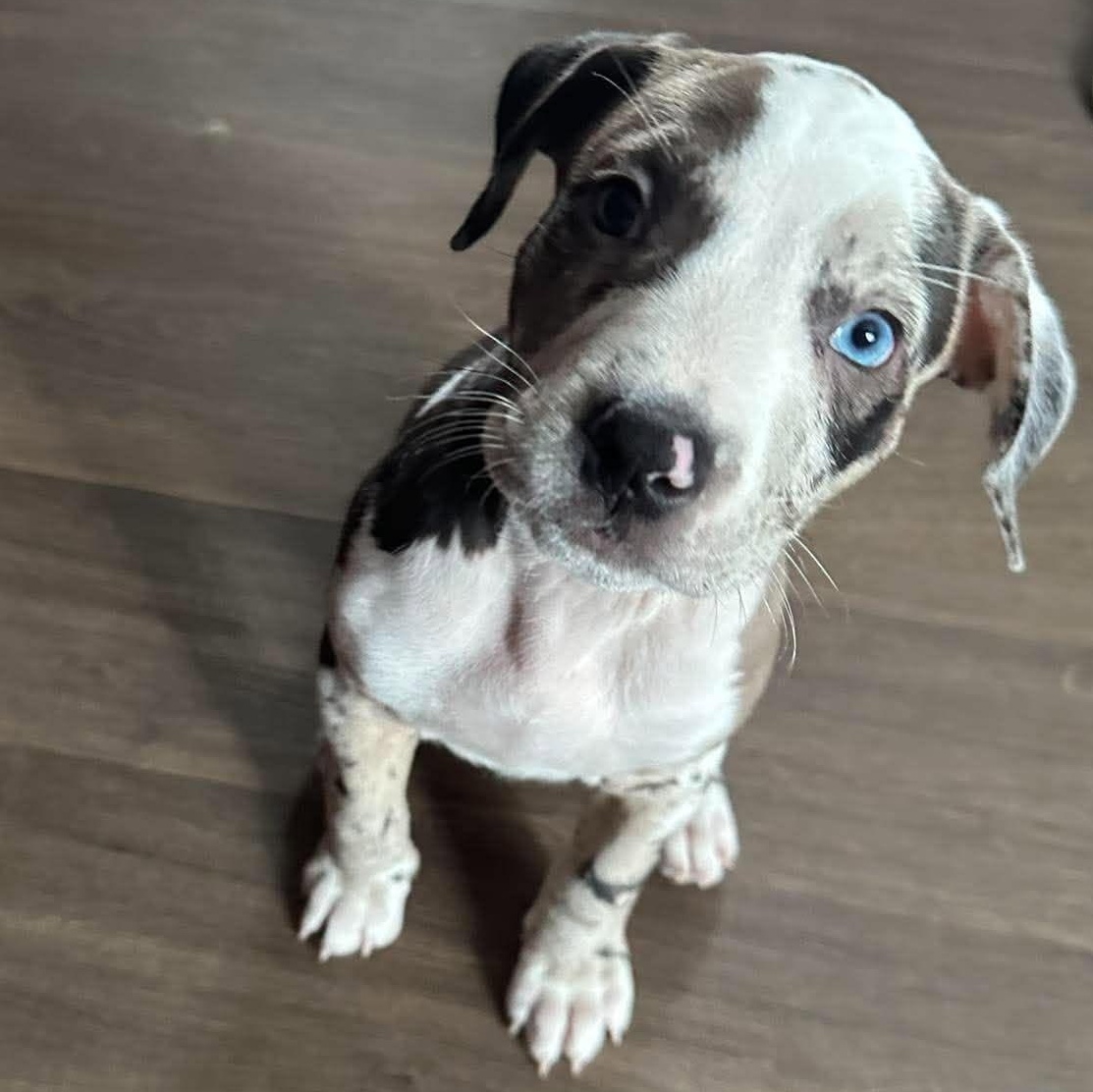 Enlarge Cookies 'n Cream, a Adoptable mixed breed in Brockport, NY image 4/6