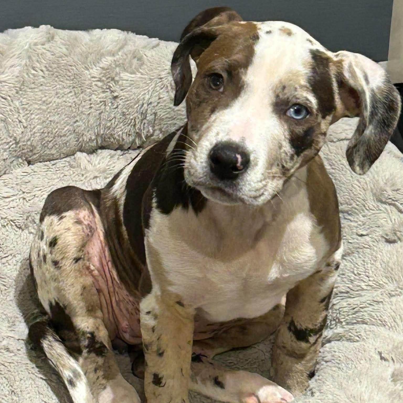 Enlarge Cookies 'n Cream, a Adoptable mixed breed in Brockport, NY image 6/6