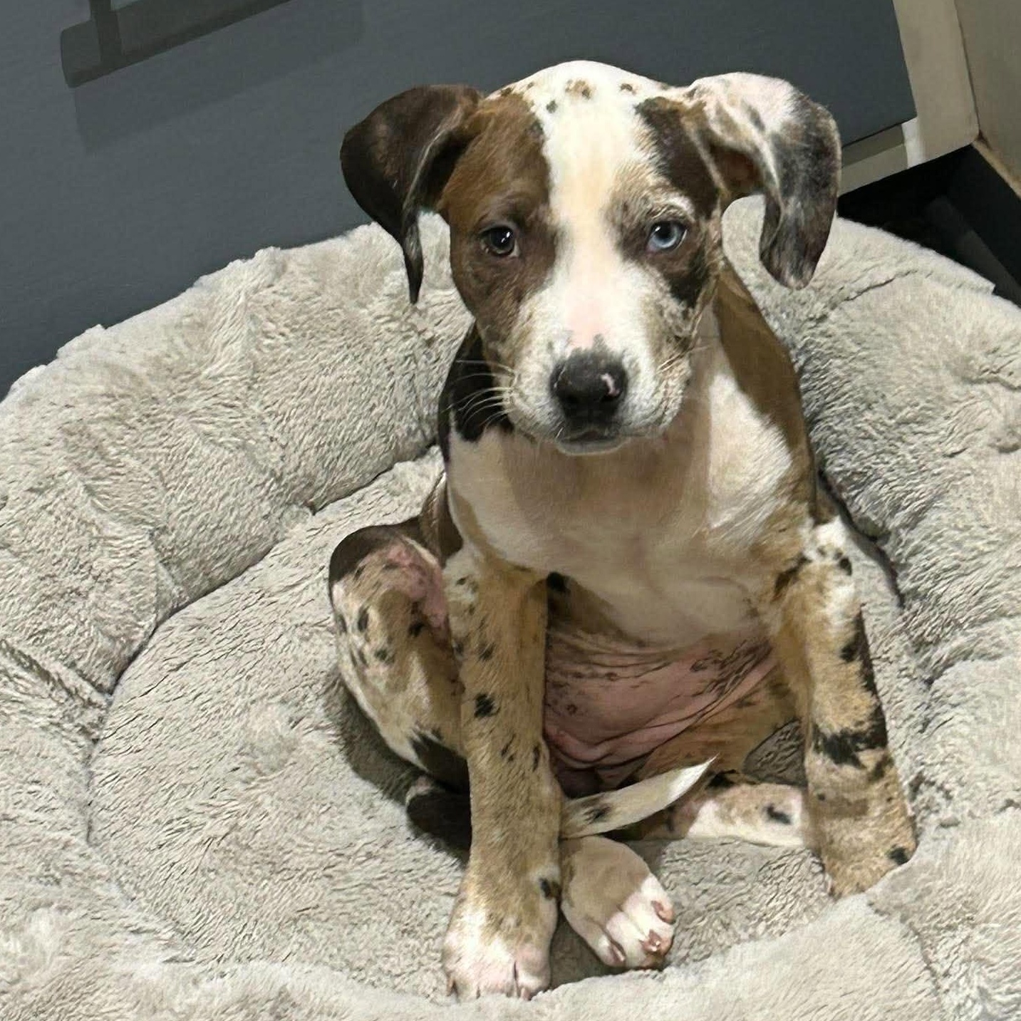 Cookies 'n Cream, Adoptable, Puppy Female Pit Bull Terrier & Great Dane.
