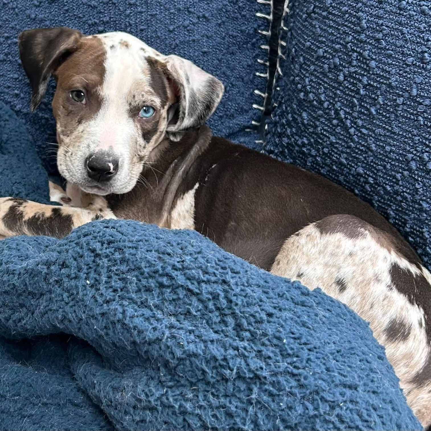 Enlarge Cookies 'n Cream, a Adoptable mixed breed in Brockport, NY image 2/6
