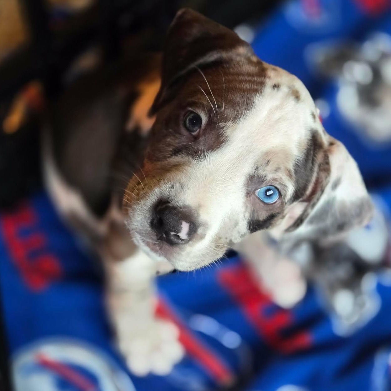 Enlarge Cookies 'n Cream, a Adoptable mixed breed in Brockport, NY image 3/6