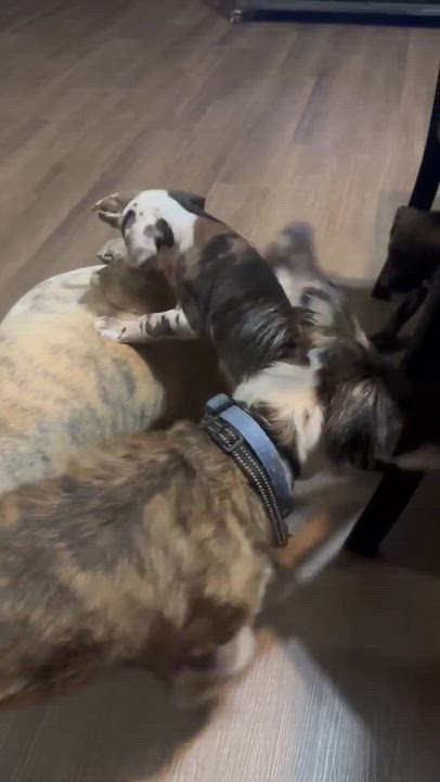 Enlarge Cookies 'n Cream, a Adoptable mixed breed in Brockport, NY video 5/6