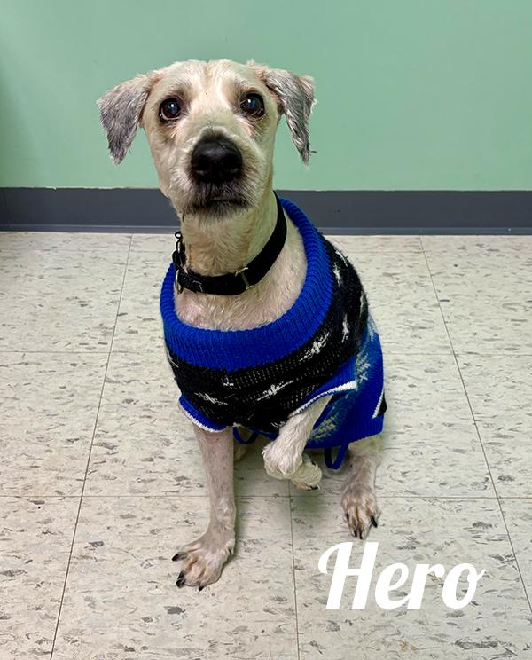 Enlarge Hero, an adopted mixed breed in Manistee, MI image 1/1