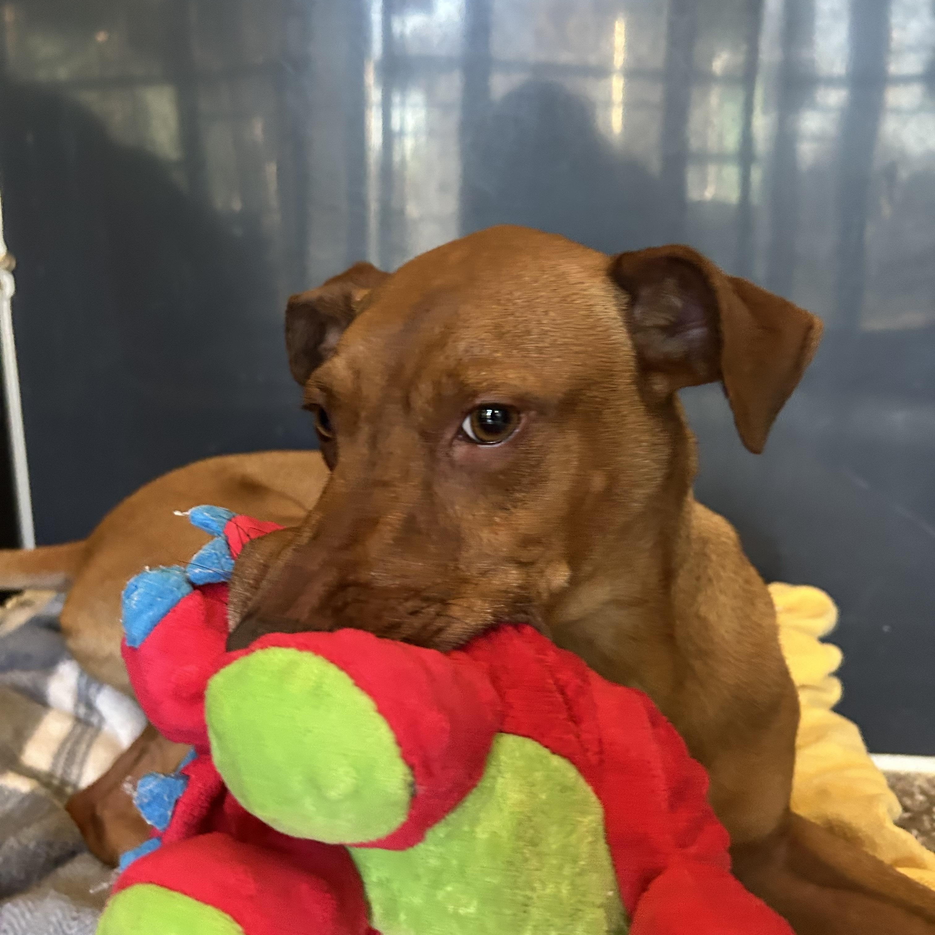 Enlarge Lucy, a Adoptable mixed breed in Baton Rouge, LA image 2/5
