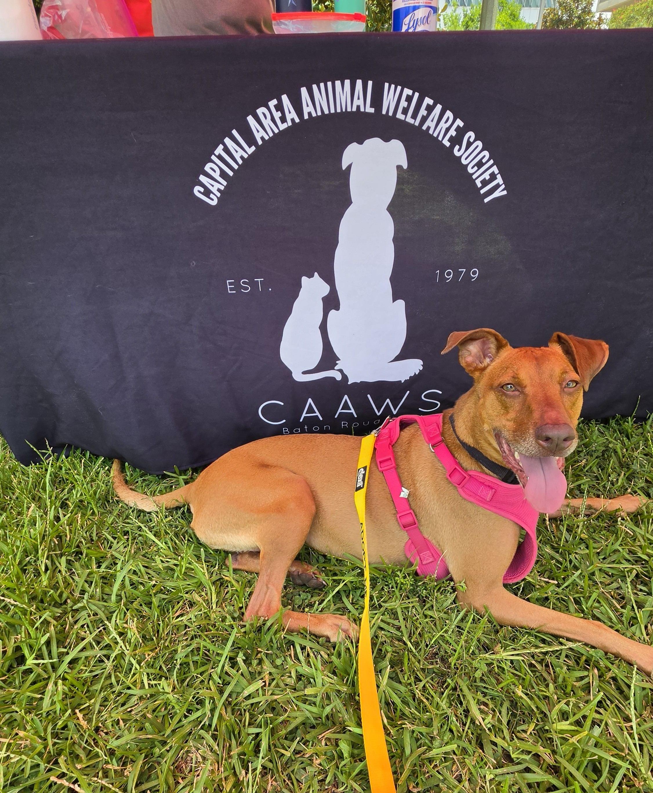 Enlarge Lucy, a Adoptable mixed breed in Baton Rouge, LA image 5/5