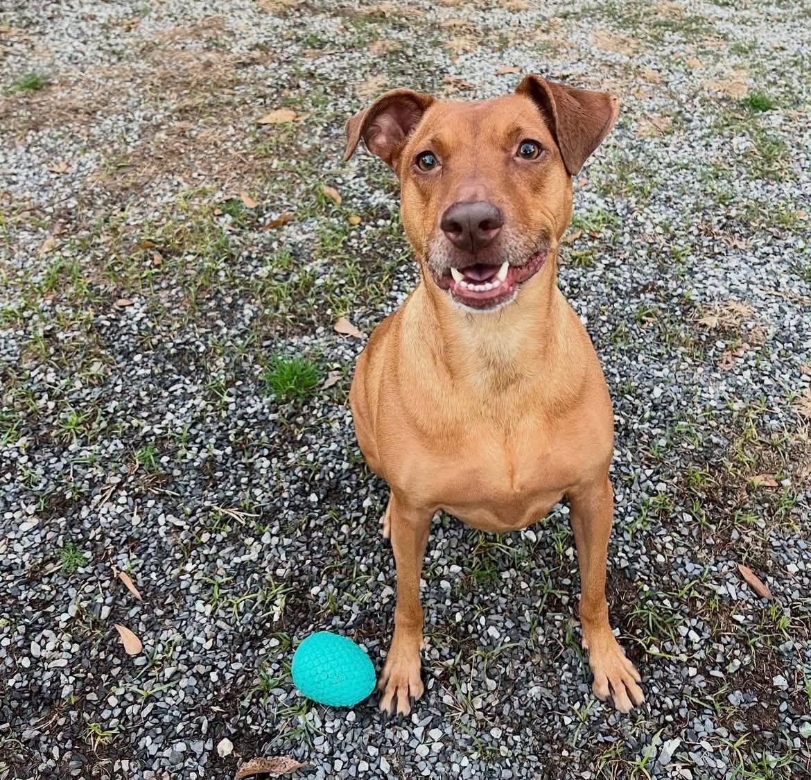 Lucy, a ADOPTABLE mixed breed in Baton Rouge, LA image 2/3