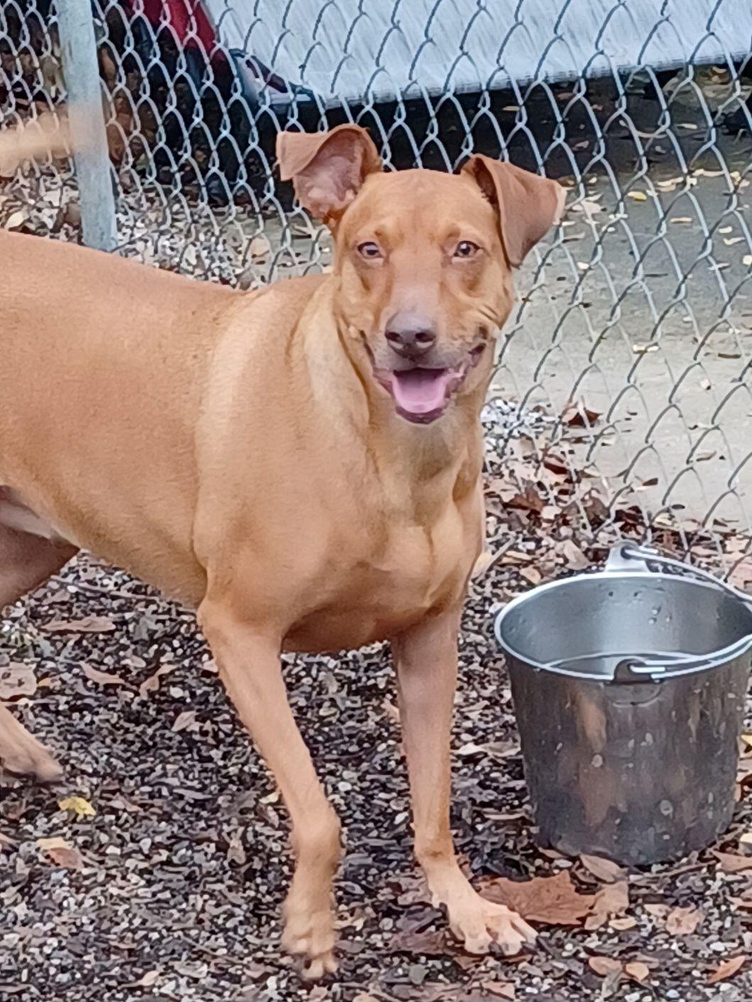 Lucy, ADOPTABLE, Adult Female Mixed Breed.