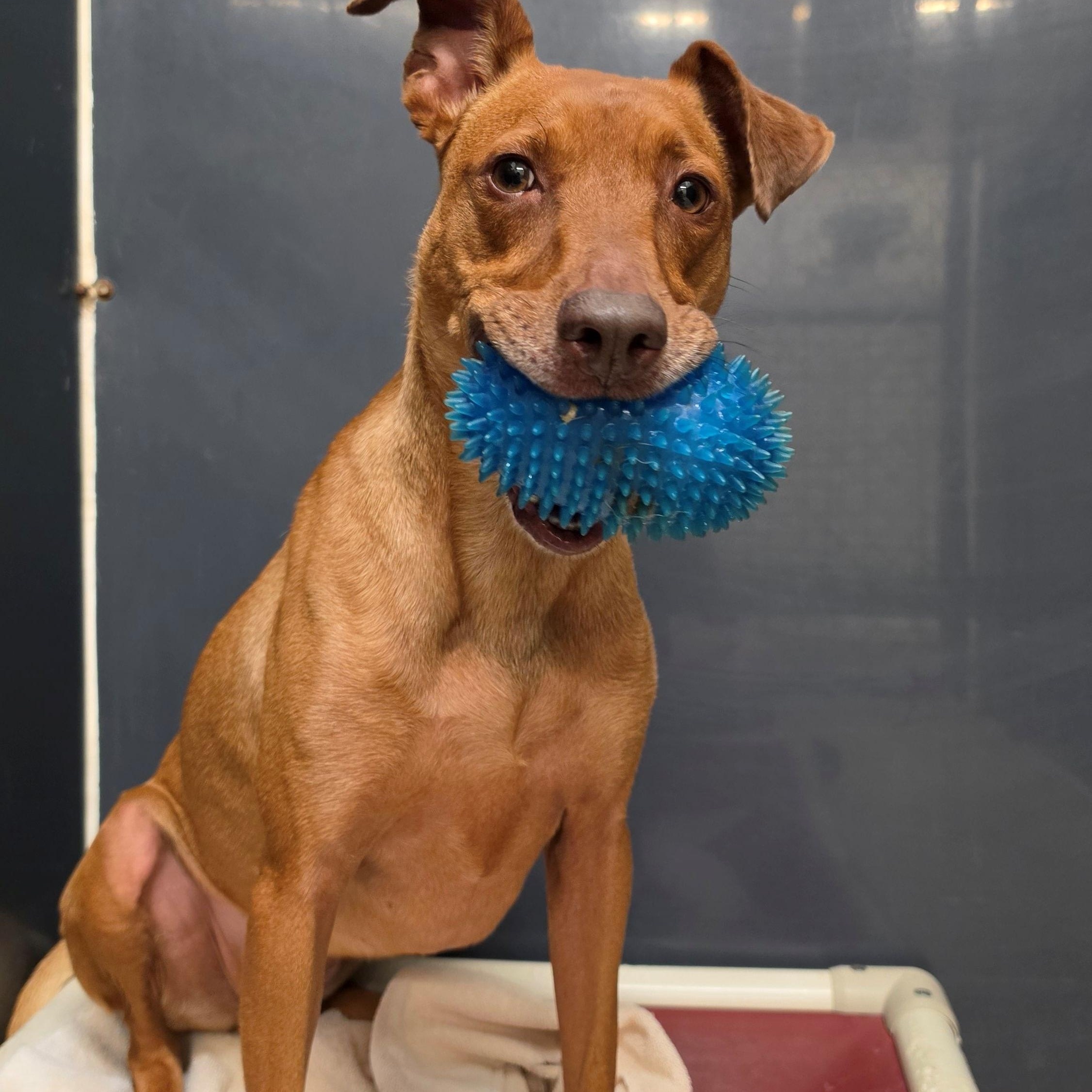 Lucy, ADOPTABLE, Adult Female Vizsla.