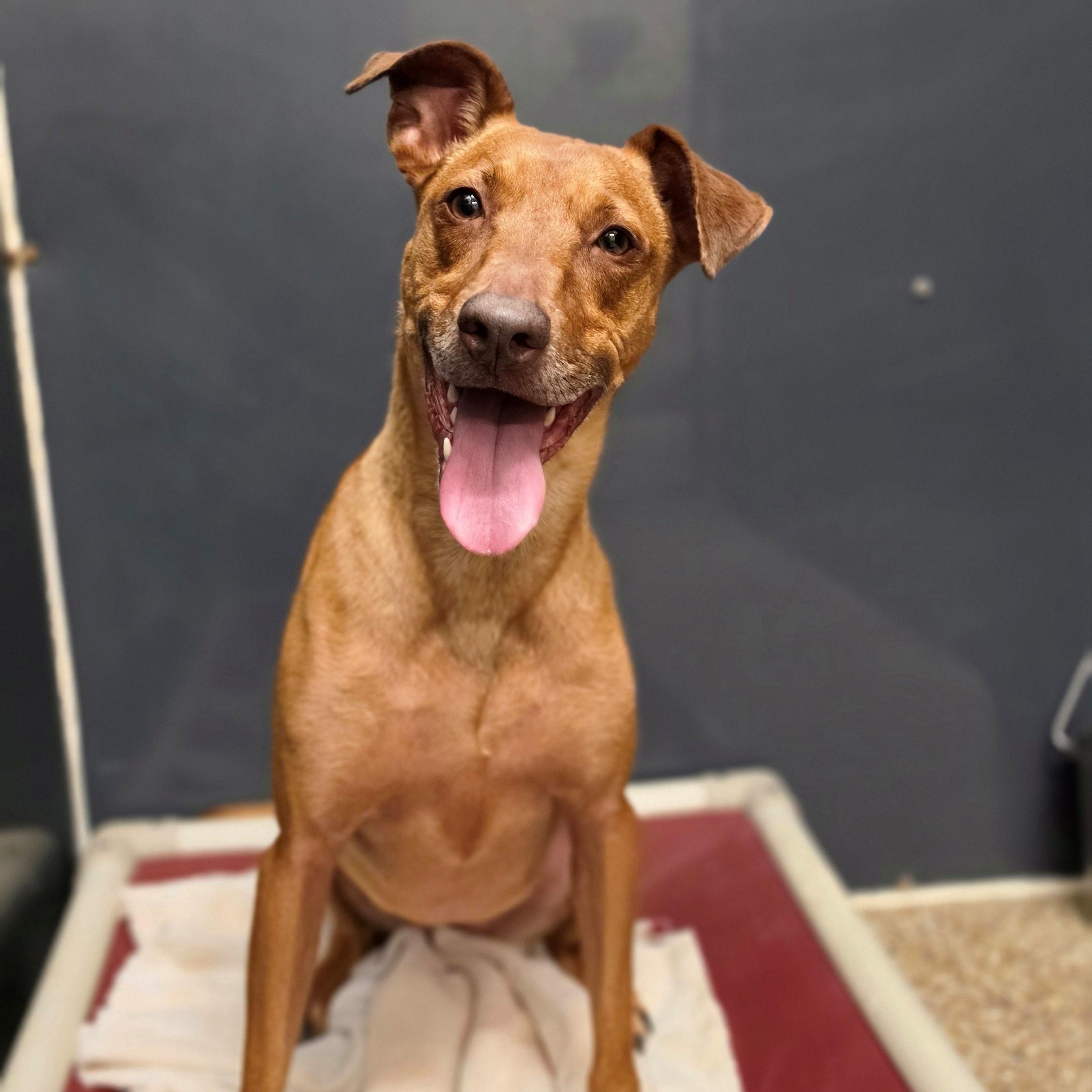 Lucy, Adoptable, Adult Female Vizsla.