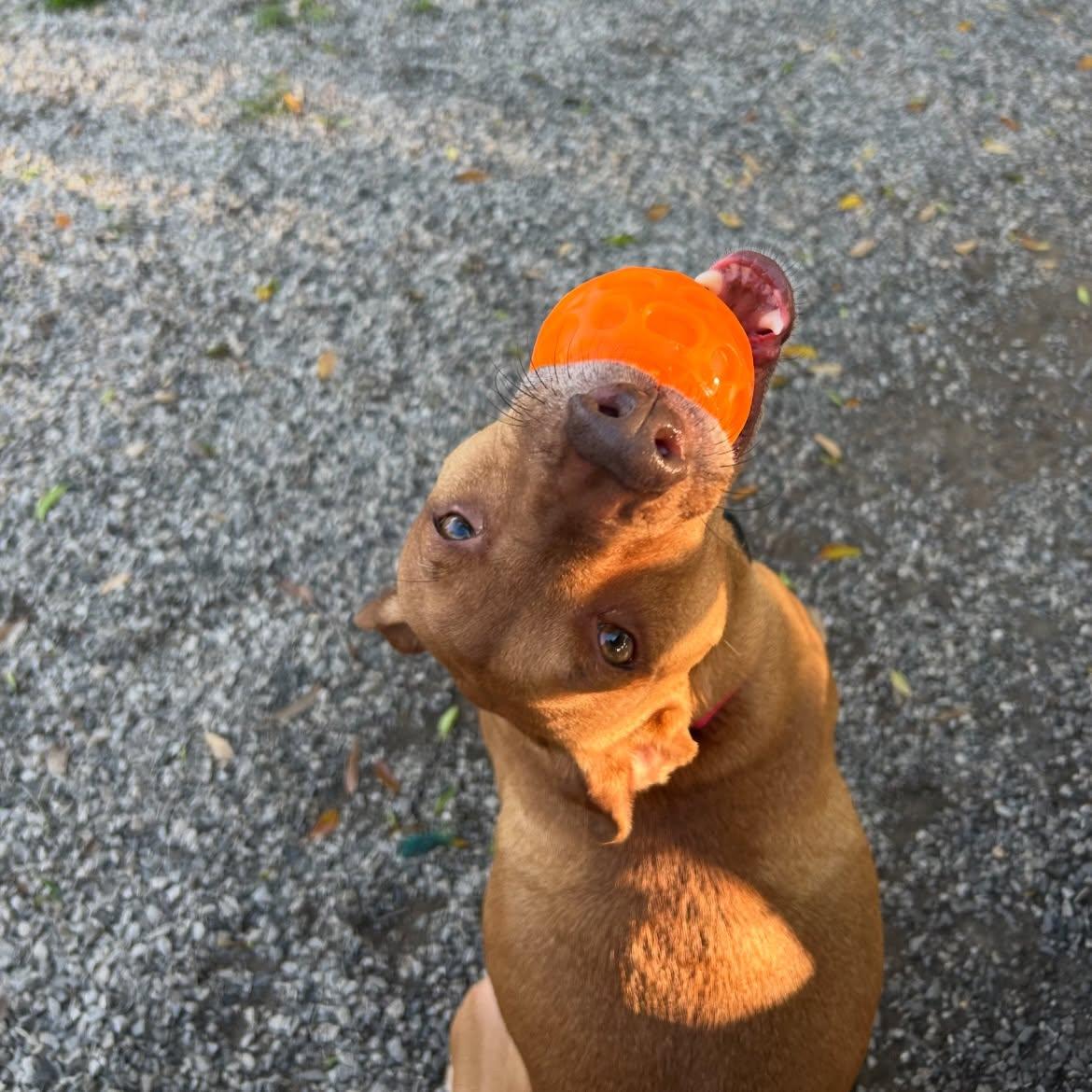 Lucy, a ADOPTABLE mixed breed in Baton Rouge, LA image 3/3